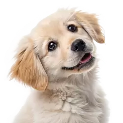 Imagen PNG para descargar